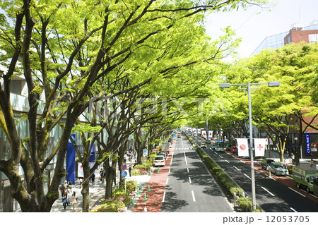 新緑の表参道 新緑の表参道 12053705