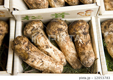 マツタケ マツタケ 12053783