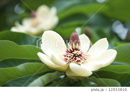 ホオノキの花 12053810