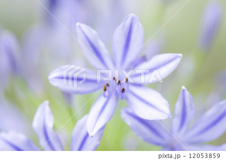 アガパンサスの花 アガパンサスの花 12053859