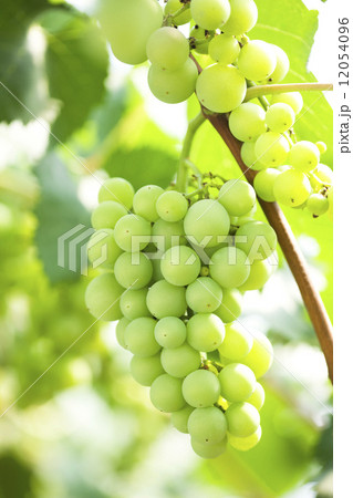ブドウ畑 ブドウ畑 12054096