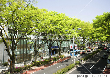 新緑の表参道 12054261