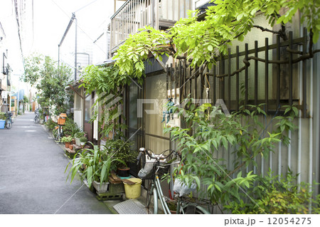 東京　根津の町並み 12054275