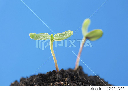 ヒマワリの芽 12054365