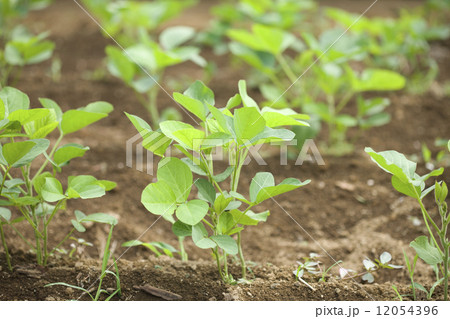 大豆畑 12054396