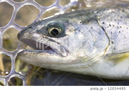 釣り上げられたサクラマス 釣り上げられたサクラマス 12054495