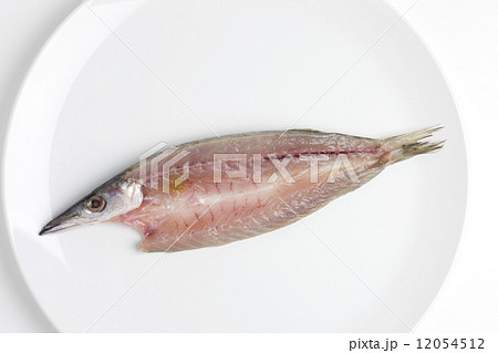 カマスの干物 カマスの干物 12054512