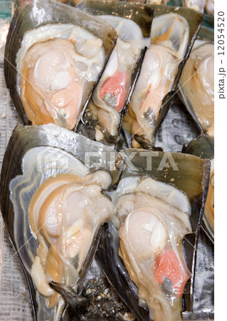 店頭に並ぶタイラガイ 店頭に並ぶタイラガイ 12054520