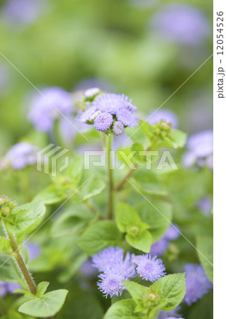 アゲラタム 12054526