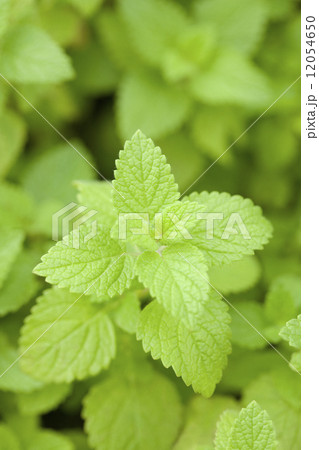 レモンバーム 12054650