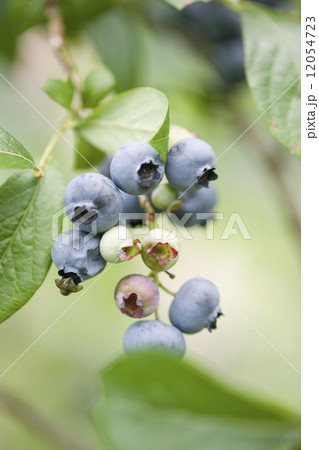 ブルーベリー畑 12054723