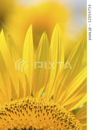 ヒマワリの花 12054754