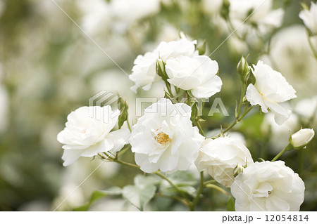 バラ　シュネービッチェン 12054814