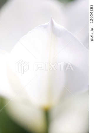 チューリップの花 チューリップの花 12054865