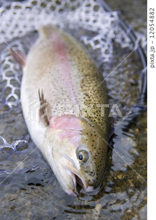 釣り上げられたニジマス 12054882