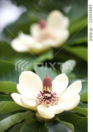 ホオノキの花 ホオノキの花 12054883