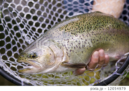 ロックサーモン 12054979