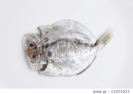 エボダイの干物の写真素材