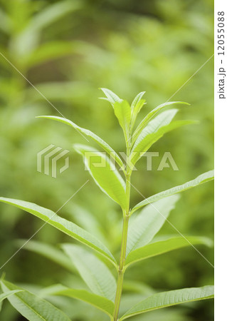 レモンバーベナ レモンバーベナ 12055088