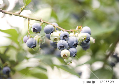 ブルーベリー畑 ブルーベリー畑 12055091
