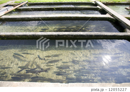 マスの養魚場 マスの養魚場 12055227