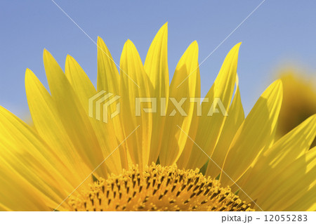ヒマワリの花 12055283
