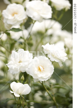 バラ シュネービッチェン バラ シュネービッチェン 12055330