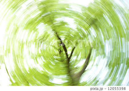 ケヤキの新緑 12055398