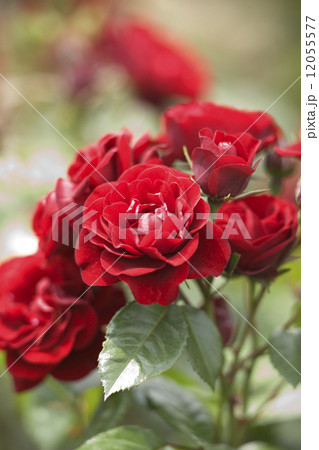 バラ　ラバグルート 12055577