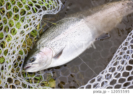 釣り上げたスチールヘッド(ニジマス) 釣り上げたスチールヘッド(ニジマス) 12055595