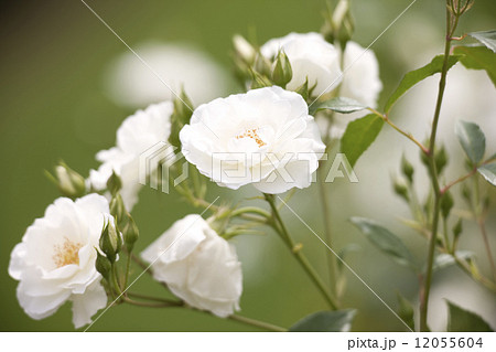 バラ　シュネービッチェン 12055604