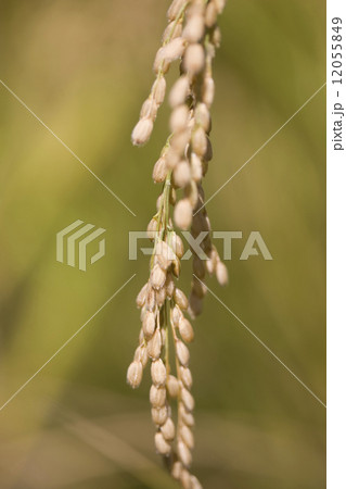 実った稲穂 12055849