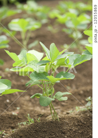 大豆畑 12055869