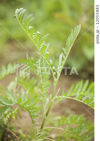 タンジー 12055883