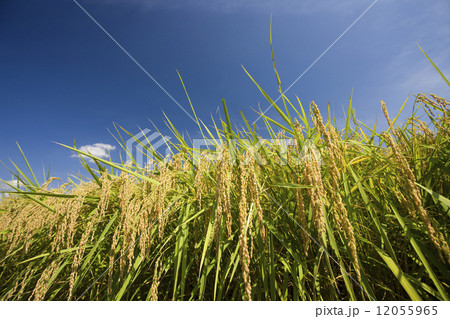 実った稲穂 12055965
