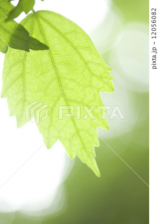 ムクゲの葉 12056082