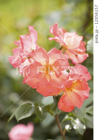 バラ　プレイボーイ 12056157