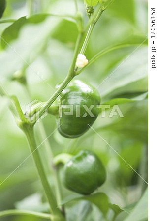 ミニパプリカ畑 ミニパプリカ畑 12056158