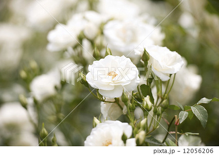 バラ シュネービッチェン バラ シュネービッチェン 12056206