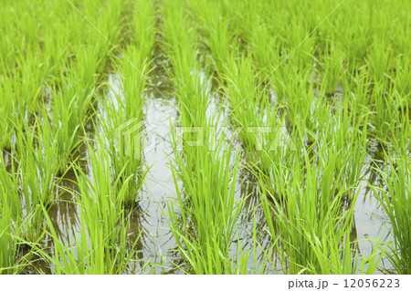 初夏の水田 12056223