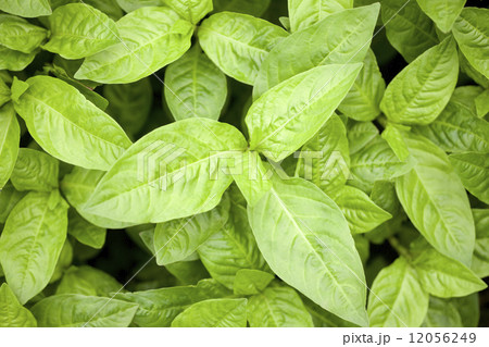 アイの葉 アイの葉 12056249