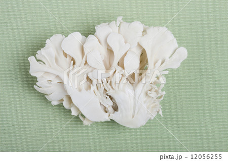 シロマイタケ 12056255