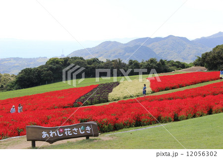 あわじ花さじき あわじ花さじき 12056302