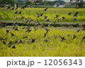 田んぼのすずめ 12056343
