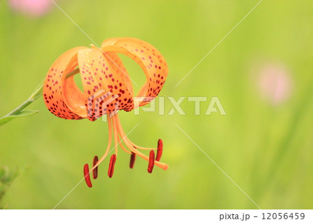 ユリの花 12056459