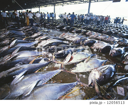 まぐろの水揚げ 12056513