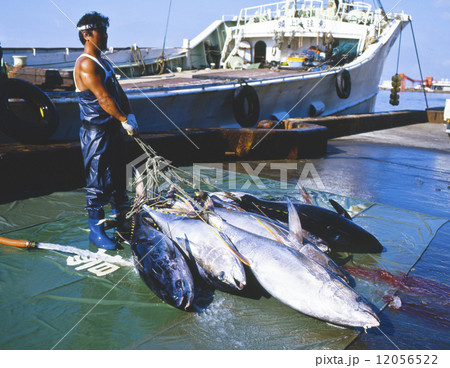 まぐろの水揚げ 12056522