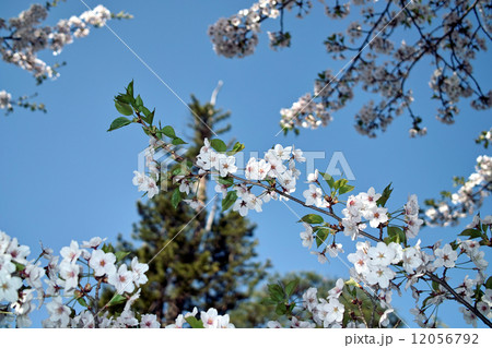 桜 12056792