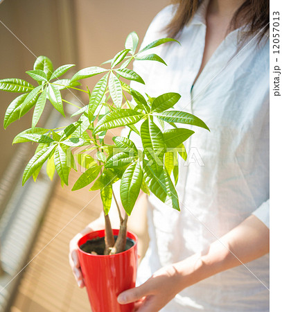 パキラと女性 12057013