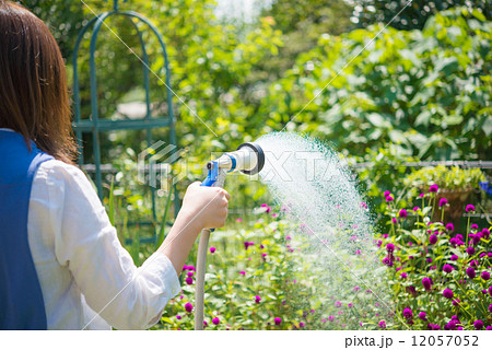 花壇に水撒きする女性　 12057052